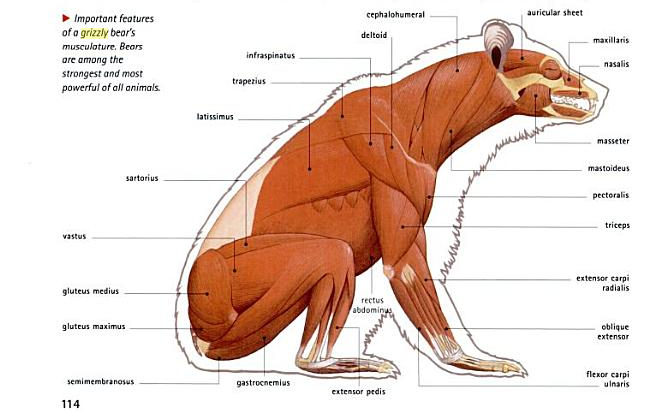 grizzly bear anatomy