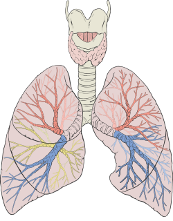What role do the lungs have in the excretory system?