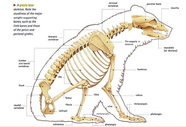Bear and bigcats anatomy